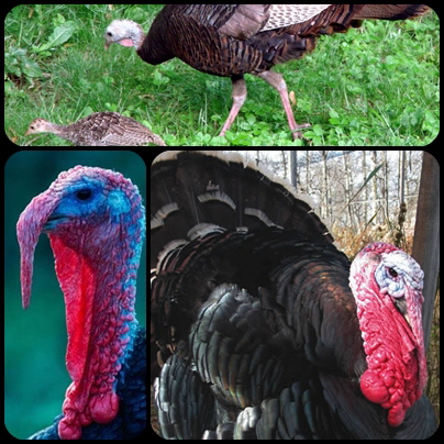 Hunt Turkey at ATCO Plantation
