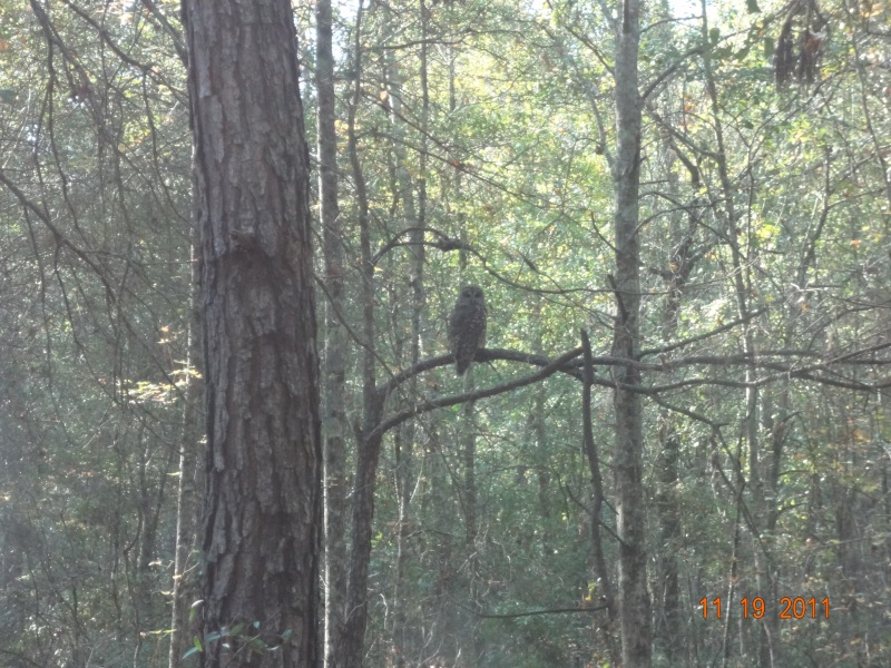 Owl seen while driving through ATCO Plantation