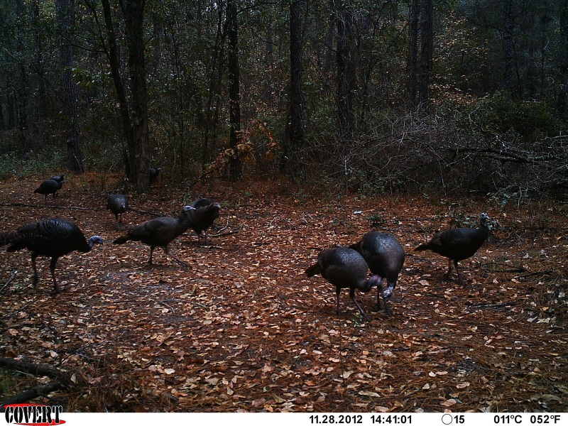 Wild Turkeys at ATCO Plantation